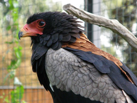 Фото Орёл-скоморох