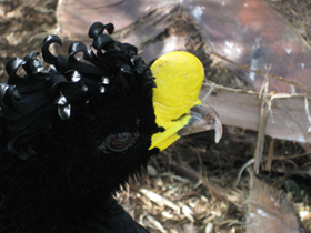 Смотреть фото Большой кракс Фото Большой кракс