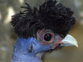 Обыкновенная цесарка: пернатый единорог Обыкновенная цесарка: пернатый единорог