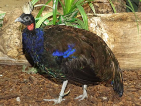 Смотреть фото Конголезский павлин Фото Конголезский павлин
