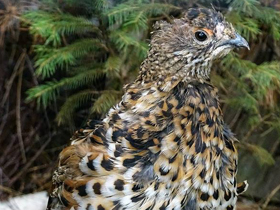 Смотреть фото Зайцы-беляки. Осенние изменения окраски Фото Зайцы-беляки. Осенние изменения окраски