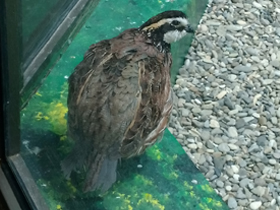 Смотреть фото Виргинская американская куропатка Фото Виргинская американская куропатка