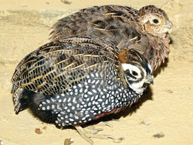 Смотреть фото Плачущий перепел Монтесумы Фото Плачущий перепел Монтесумы