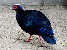 Смотреть фото Фазан Эдвардса Фото Фазан Эдвардса