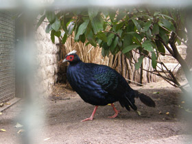 Смотреть фото Фазан Эдвардса Фото Фазан Эдвардса