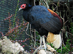 Фото Вилохвостая лофура