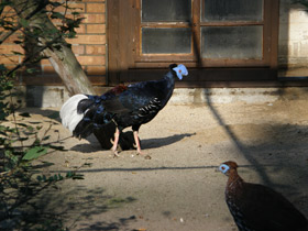 Смотреть фото Огненноспинная лофура Фото Огненноспинная лофура