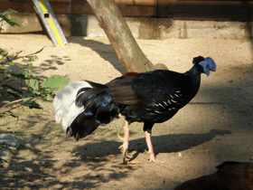 Смотреть фото Огненноспинная лофура Фото Огненноспинная лофура