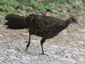 Смотреть фото Черная лофура Фото Черная лофура