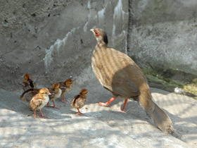 Смотреть фото Серебряная лофура Фото Серебряная лофура