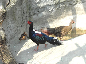 Смотреть фото Лофура Свайно Фото Лофура Свайно