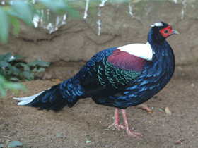 Смотреть фото Лофура Свайно Фото Лофура Свайно