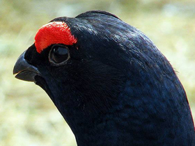 Смотреть фото Тетерев Фото Тетерев