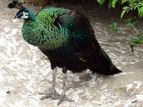 Смотреть фото Зелёный павлин Фото Зелёный павлин