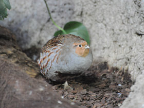 Фото Формы и краски в мире животных