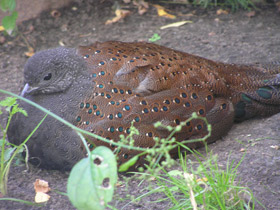 Смотреть фото Горный павлиний фазан Фото Горный павлиний фазан