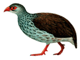 Фото Камерунский турач