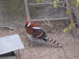 Смотреть фото Пёстрый фазан Эллиота Фото Пёстрый фазан Эллиота