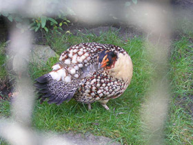 Фото Буробрюхий трагопан