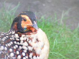 Фото Буробрюхий трагопан