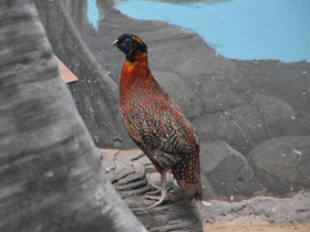 Смотреть фото Трагопан-сатир Фото Трагопан-сатир