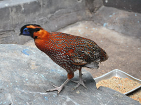 Смотреть фото Трагопан-сатир Фото Трагопан-сатир