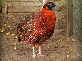 Смотреть фото Трагопан-сатир Фото Трагопан-сатир