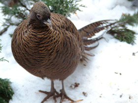Смотреть фото Глазчатый трагопан Фото Глазчатый трагопан