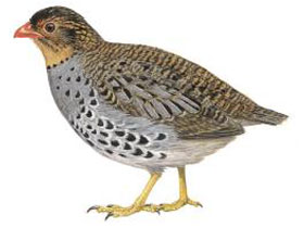 Фото Удзунгвасская куропатка