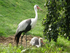 Серёжчатый журавль Серёжчатый журавль