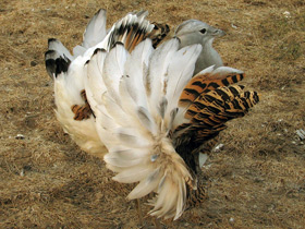 Дрофа Дрофа