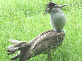 Дрофа Дрофа