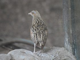 Смотреть фото Коростель Фото Коростель