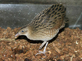 Смотреть фото Коростель Фото Коростель