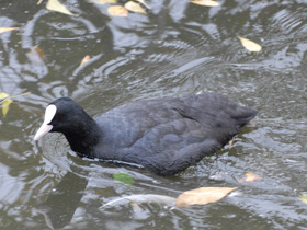 Фото Лысуха