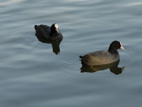 Фото Лысуха