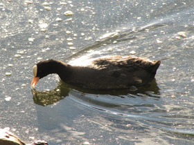 Фото Лысуха