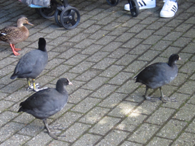 Фото Лысуха