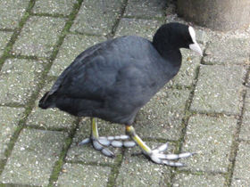 Фото Лысуха