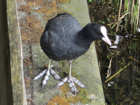 Фото Лысуха