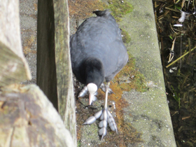 Фото Лысуха