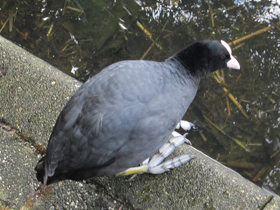 Фото Лысуха