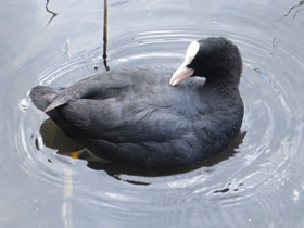 Фото Лысуха