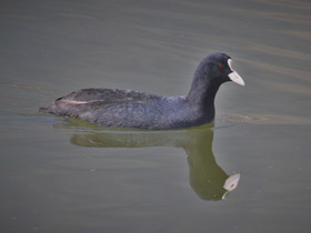 Фото Лысуха