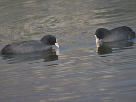 Фото Лысуха