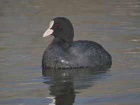 Фото Лысуха