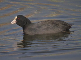 Фото Лысуха