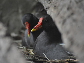 Фото Камышница