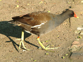 Фото Камышница