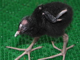 Фото Султанка